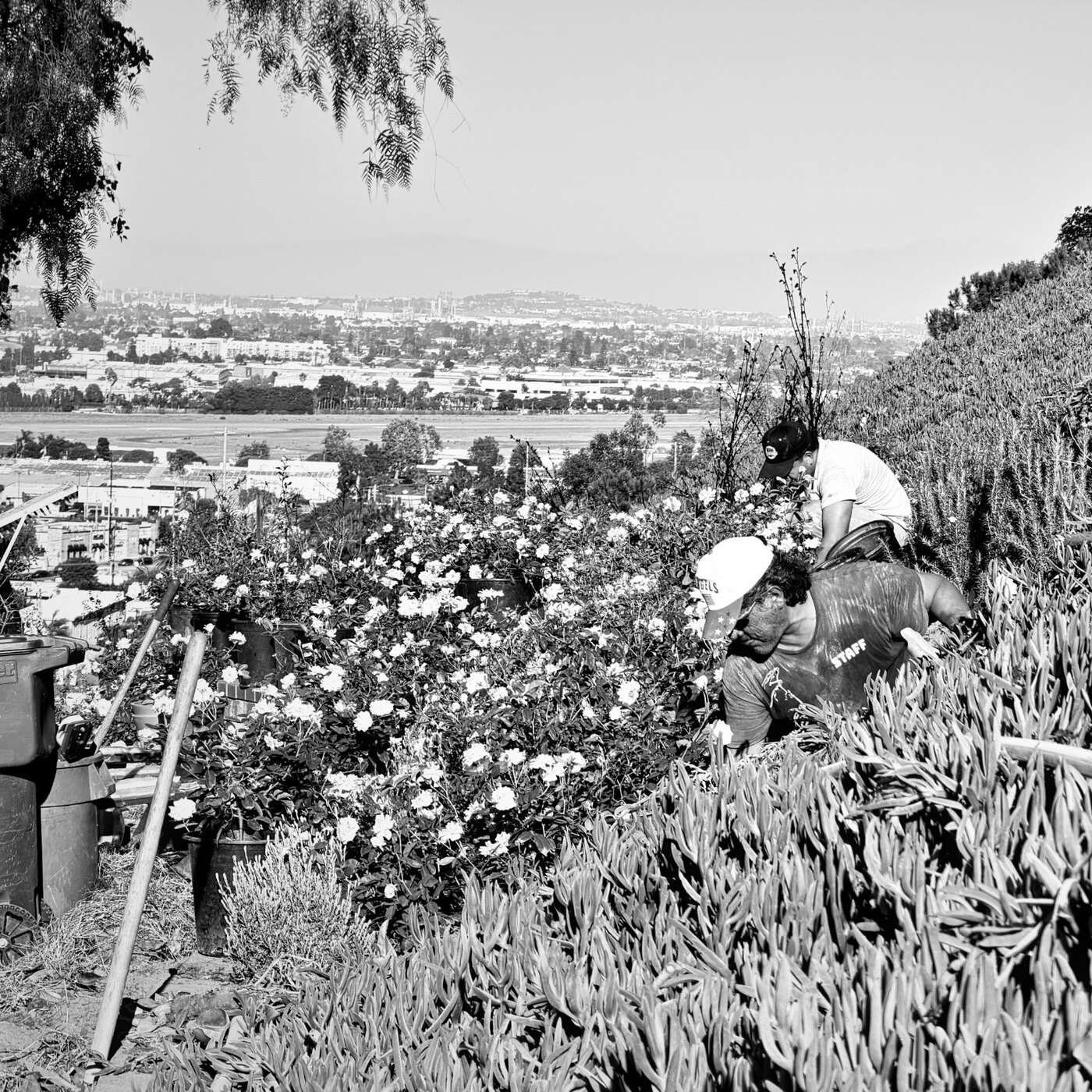 Crew clearing the planted hillside above the city at 4501 Via Corona